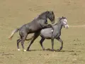 Deux chevaux, l'un noir, l'autre gris, s'accouplent dans un pré. Un cheval sauvage en pleine action.