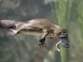 Un ornitorrinco mamífero nada bajo el agua, con su pico y una cola ancha.