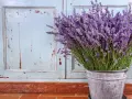 Un ramo de lavanda en un cubo metálico, con un fondo de puertas desgastadas. La lavanda sol o sombra, perfumando el ambiente.