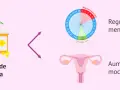 Aceite de onagra para regular la regla. Ayuda a regular el ciclo menstrual y aumenta el moco cervical.