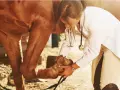 Vétérinaire examinant le genou d'un cheval brun.