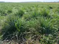 Ile nawozu na hektar łąki? Kluczowe dawki dla zdrowych plonów
