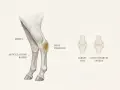 Illustration anatomique du jarret de cheval, montrant la zone d'éparvin et les articulations basses. Comparaison entre un jarret sain et une zone d'éparvin osseuse.
