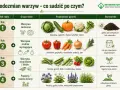 Plan płodozmianu warzyw: rok 1 – warzywa żarłoczne (kapusta, dynia), rok 2 – średnio wymagające (pomidor, marchew), rok 3 – strączkowe (fasola, groch), rok 4 – poplony.