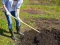 Osoba w gumowcach i rękawiczkach grabi ziemię, przygotowując ją pod nawożenie truskawek obornikiem granulowanym.