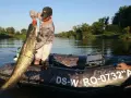 Wędkarz z łodzi wyciąga ogromnego suma. Wątróbka na suma okazała się skutecznym wabikiem.