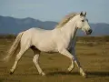 Un magnifique cheval Camargue blanc galope dans un pré herbeux, avec des montagnes bleues en arrière-plan.