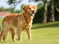 Złocisty retriever, uosobienie przyjaznego golden retriever charakteru, stoi na trawie, ciesząc się słońcem.