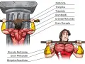 Illustrazione anatomica dei muscoli coinvolti nelle trazioni alla sbarra, con indicazioni sui potenziali rischi e trazioni alla sbarra controindicazioni.