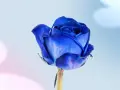 Una rosa azul vibrante, símbolo de misterio y encanto. El significado de las rosas azules evoca lo inalcanzable y la magia.