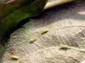 Afidi verdi su foglia di pero, un segno di possibili malattie del pero.