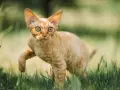 Charakter devon rex – przyjazny towarzysz dla aktywnej rodziny