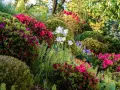 Wiosenny ogród pełen kwitnących, wysokie krzewy rododendronów i tulipanów.