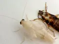Una cucaracha albina y otra de piel de cucaracha marrón yacen juntas sobre una superficie blanca.