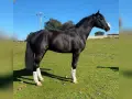 Magnifique étalon noir, un des meilleurs étalons Selle Français, se tient fièrement dans un pré verdoyant sous un ciel bleu.