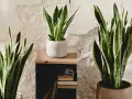 Tres plantas de lengua de la suegra, con sus hojas verdes y amarillas, decoran un rincón con pared texturizada.