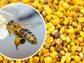 Pszczoła zbierająca pyłek. Lekarze często podkreślają jego cenne właściwości.