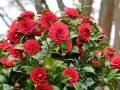Un camélia rouge éclatant, prêt pour son entretien printanier. Ses fleurs généreuses et son feuillage lustré témoignent d'une belle santé.