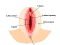 Anatomical illustration of female genitalia, showing clitoris, labia minora, labia majora, vagina, and urethral opening. Wielkie wargi sromowe otaczają delikatne struktury.