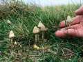 Sezon na grzyby halucynogenne: kiedy i gdzie je zbierać w Polsce