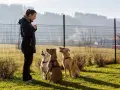 Doświadczony behawiorysta psów szkoli trzy psy na zielonej trawie. Psy siedzą grzecznie, patrząc na nią z uwagą.