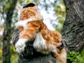 Rudzielec maine coon, majestatyczny kot, którego cena może zaskoczyć. W objęciach opiekuna, na tle leśnej przyrody.
