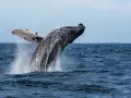 Wieloryb wyskakuje z wody, pokazując swoje płetwy. To dowód na to, gdzie żyją wieloryby - w głębinach oceanów.