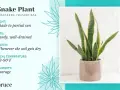 Snake plant care guide: light, soil, water, temperature, and humidity needs for this hardy houseplant.