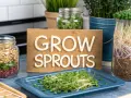 Freshly grown sprouts are displayed on a blue tray, with jars of seeds and growing sprouts in the background. The sign "GROW SPROUTS" is visible.