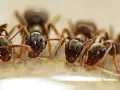 Des fourmis s'approchent d'une goutte d'eau oxygénée, comme si elles exploraient une nouvelle source d'eau pour leur fourmilière.