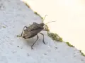Un tipo de chinche marrón con antenas largas camina sobre una superficie blanca texturizada.