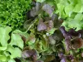 Bunte Salate, frisch geerntet. Perfekt für den Juli, wenn man noch schnell etwas ins Beet setzen möchte.