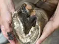 Gros plan sur un glome de cheval mou, sale et humide, tenu par des mains. Un petit tas de terre est visible dans une main.