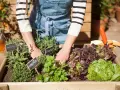 Manos cuidando un huerto en casa con lechugas, menta y salvia. Herramientas de jardinería a un lado.