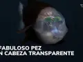 Un pez duende con cabeza transparente y ojos verdes brillantes nada en la oscuridad.