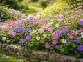 Ein Blütenmeer aus Storchschnabel in Rosa, Lila und Weiß, das sich üppig vermehrt. Schmetterlinge flattern über die farbenprächtige Pracht.