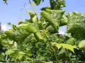 Foglie di vite accartocciate e ingiallite, sintomo della flavescenza dorata.