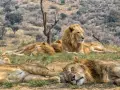 Lwy odpoczywają na trawie w Kruger Park. Jeden lew patrzy w bok, podczas gdy reszta śpi.