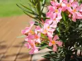 Ein Oleander mit zarten rosa Blüten steht bereit zum Umtopfen. Die Sonne scheint auf die Holzterrasse.