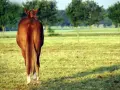 Un magnifique cheval bai, la crinière au vent, se tient dans un pré verdoyant.