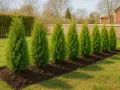 Raka rader av nyplanterade thuja-träd i en solig trädgård. De mörkgröna träden står i mörk jord med gräs runt omkring.