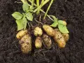 Frisch aus der Erde: Mehrere Kartoffeln mit Wurzeln und grünen Blättern. Ein Zeichen, wann Kartoffeln ernten.