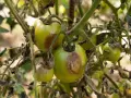 Pomodori verdi con macchie marroni e foglie secche, segni evidenti di malattie pomodori.