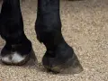 Gros plan sur les pattes d'un cheval noir, montrant le **sabot** d'un cheval, posé sur un sol gravillonné.