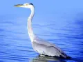 Una garza real, con su largo cuello curvado, espera pacientemente en las aguas azules.