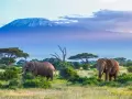 Dwa słonie pasące się na tle ośnieżonego Kilimandżaro. Idealny czas na podróż do Tanzanii, kiedy jechać, by zobaczyć takie widoki.