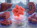 Organmodelle und ein Molekül, das den **LDH Wert** beeinflusst. Leber, Niere, Lunge, Muskeln, Blutkörperchen und eine Blume sind ausgestellt.