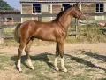 Jeune poulain bai, Arpège, aux longues jambes blanches, se tient fièrement devant les boxes de Pierreville.