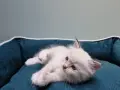 Uroczy kociak rasy ragdoll, jeszcze mały, leży na miękkim legowisku.