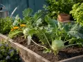 Kohlrabi wächst prächtig im Hochbeet, umgeben von Kräutern und Blumen. Gute Nachbarn für eine reiche Ernte.